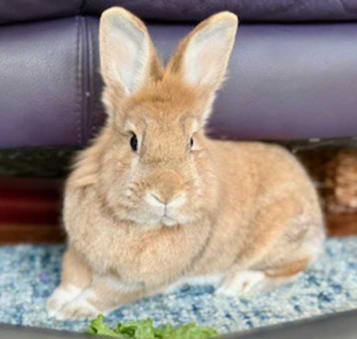Photo of Peanut