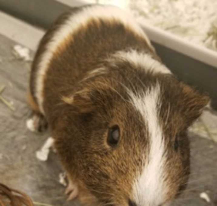 Photo of Coco