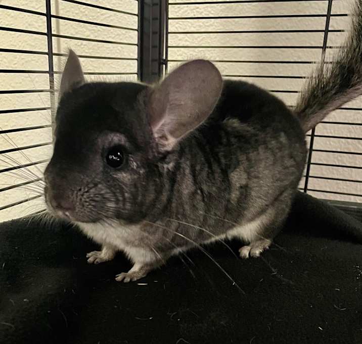 Pumpkin & Mischief Photo #2