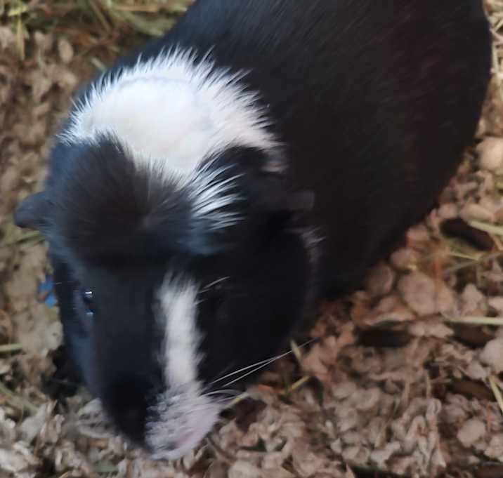 Photo of Luigibean
