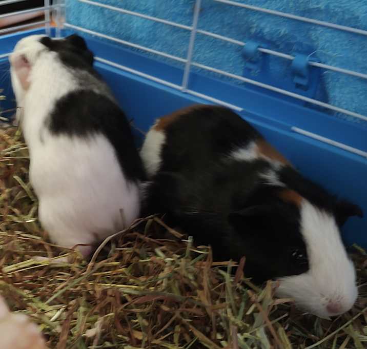 Photo of Oceanic & Seaway