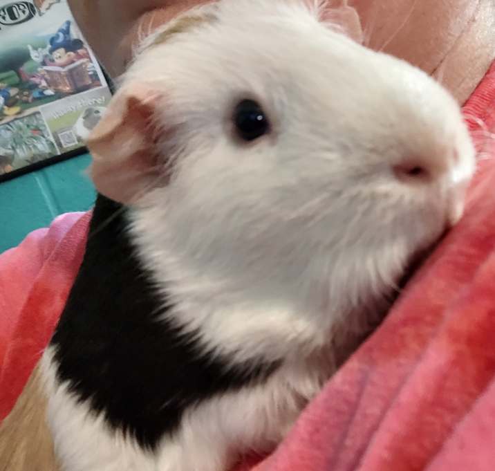 Photo of Pumpkinn
