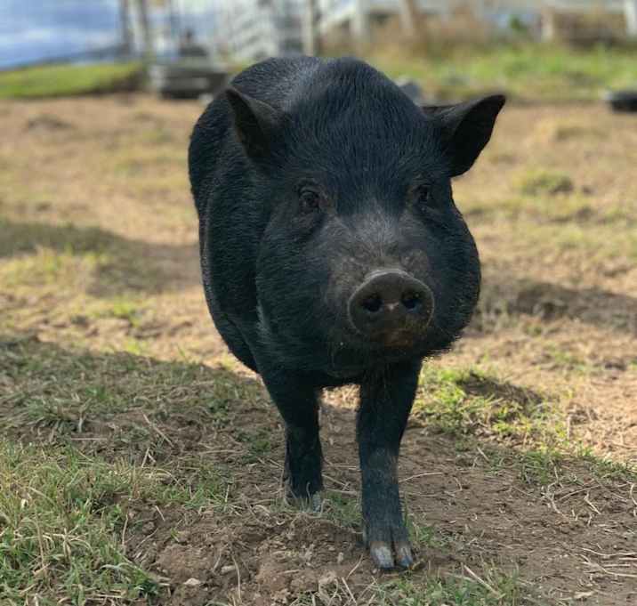 Photo of Delta - URGENT!