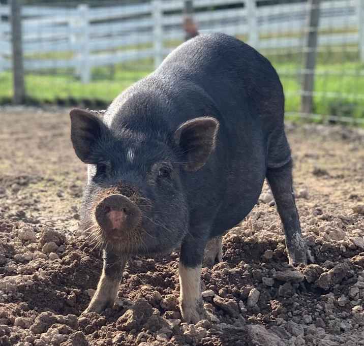 Photo of Charlie - URGENT!