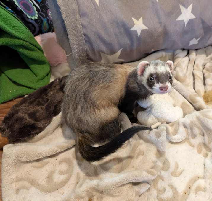 Photo of Winston and Scout