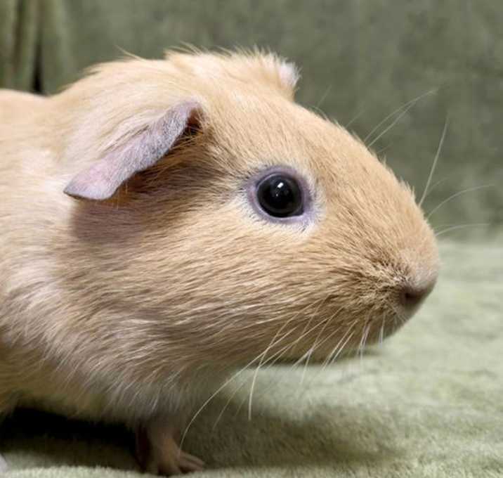 Photo of Butternut - Name Your Own Adoption Fee!