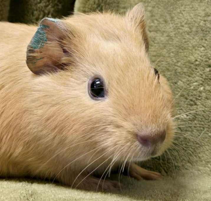 Photo of Caramel - Name Your Own Adoption Fee!