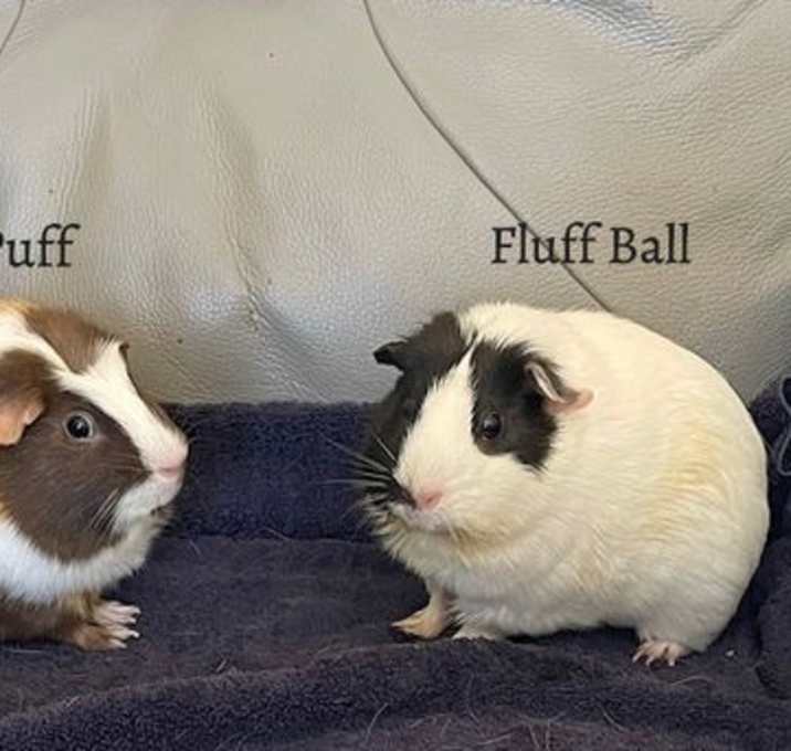 Photo of Fluff Ball and Cocoa Puff