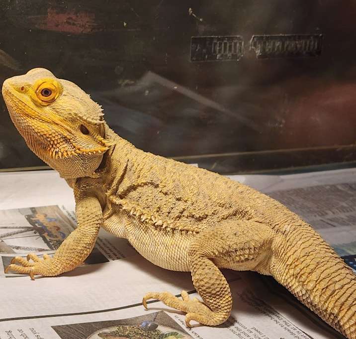 Photo of Norbert