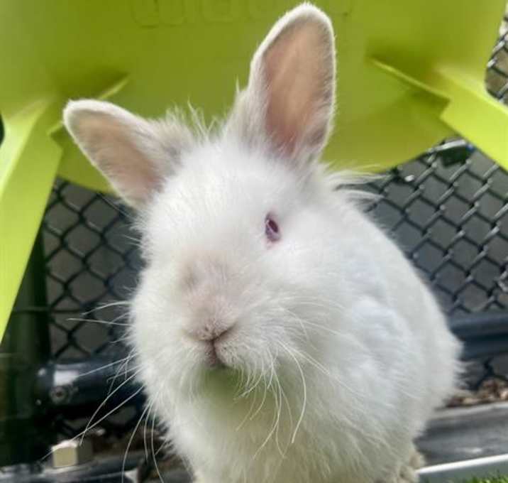 Photo of FUZZY