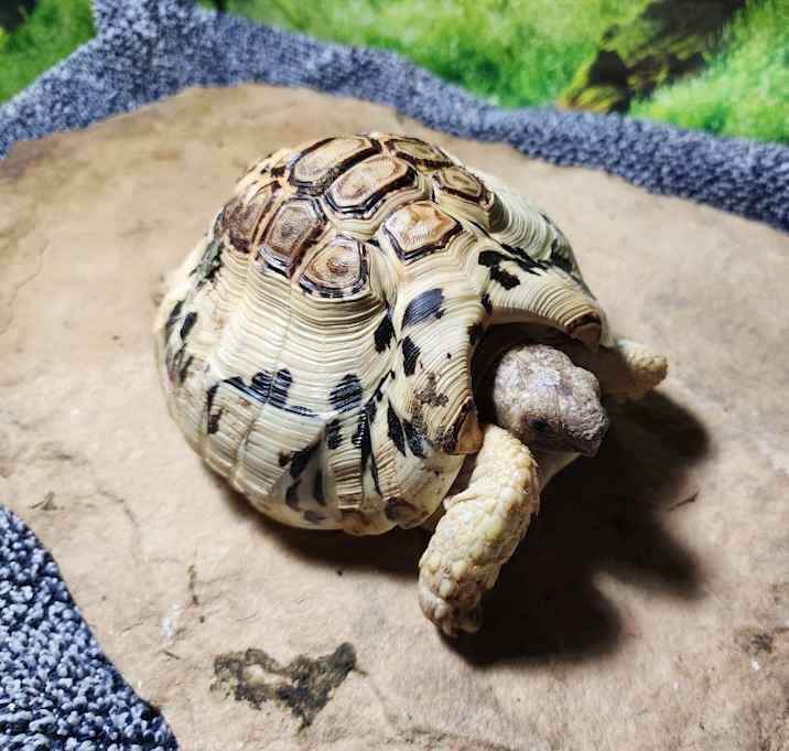 Photo of Leopard tortoise
