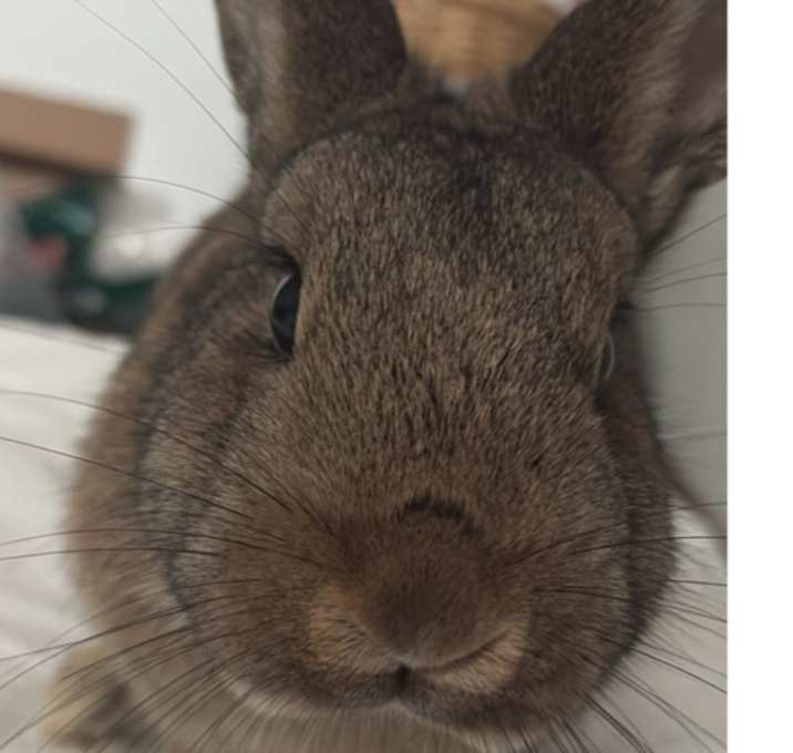 Photo of OCAS Rosie