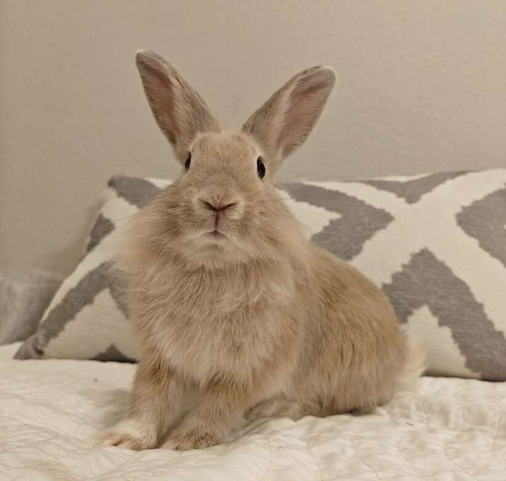 Photo of Tuli2 - Phoebe