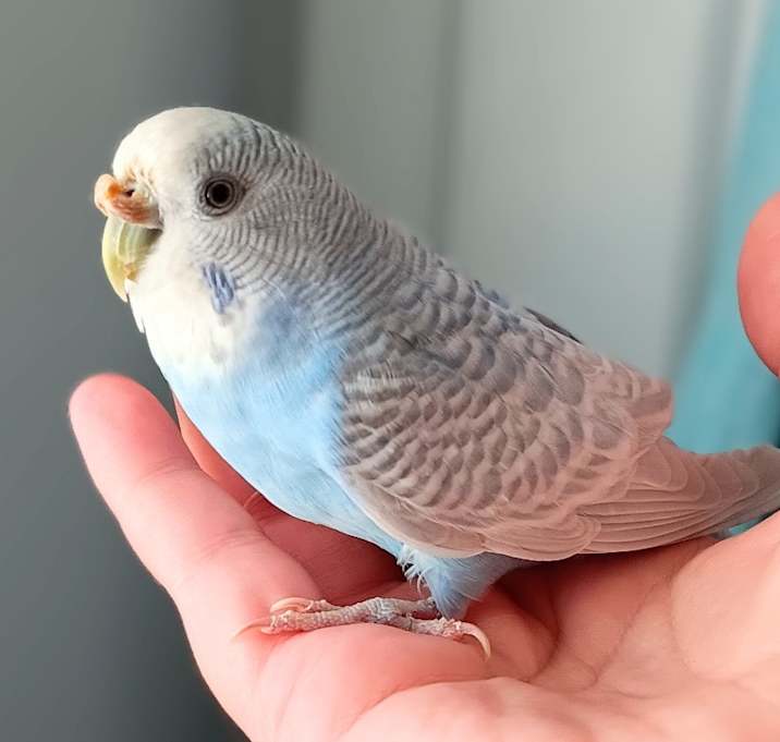 Photo of Bonnie
