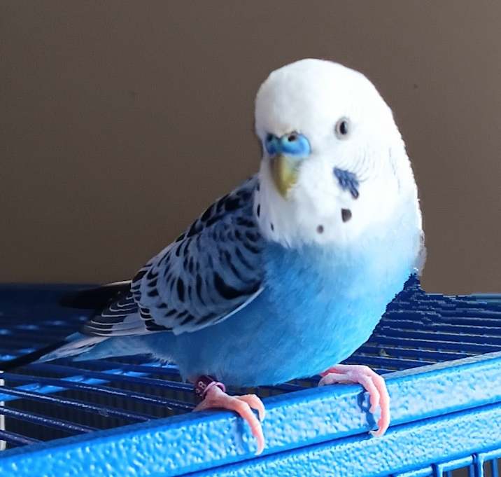 Photo of Clyde
