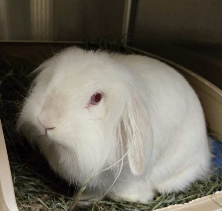 Photo of Luna