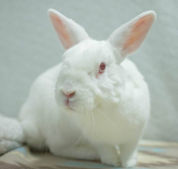Photo of Griffin