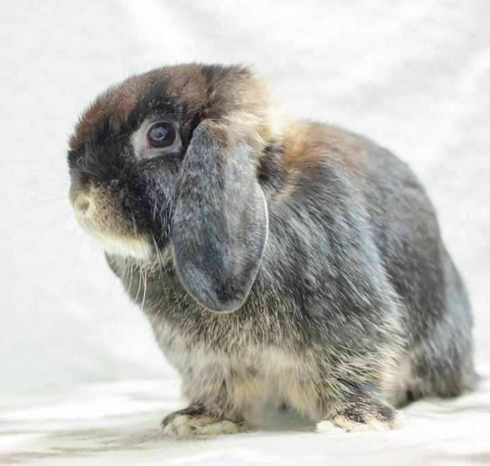 Photo of Roxie