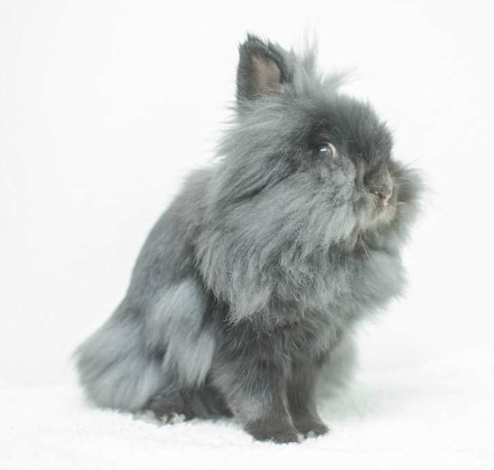 Photo of Trixie