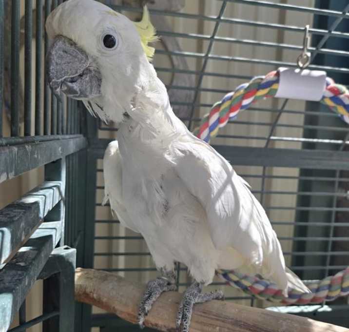 Photo of Willie