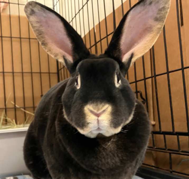 Photo of Odin