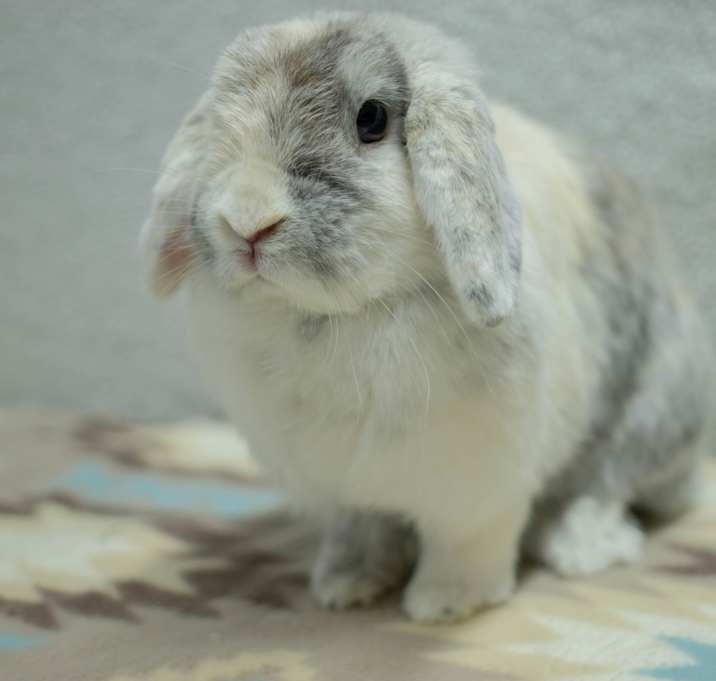Photo of Toffee