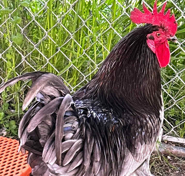 Photo of Rooster