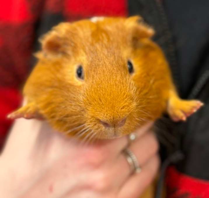 Photo of Scamp~24/25-0309d
