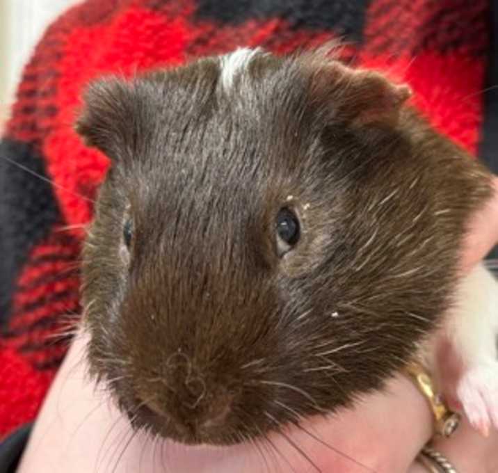 Photo of Pongo~24/25-0309g