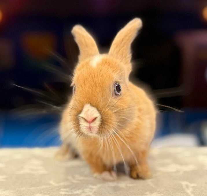 Photo of Alpaca