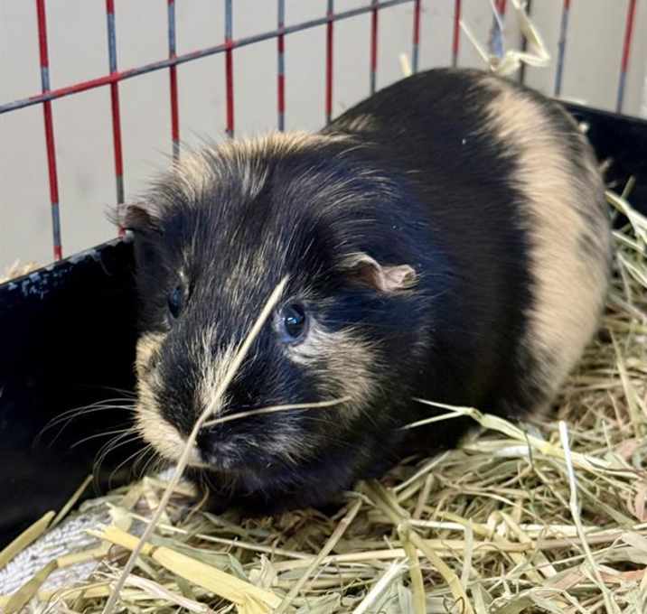 Photo of CHI CHI