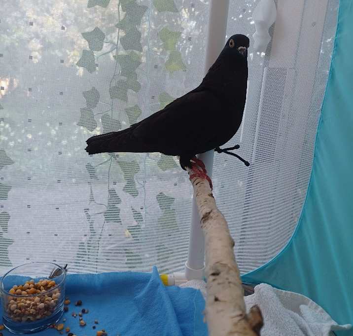 Photo of Princess Thumbelina
