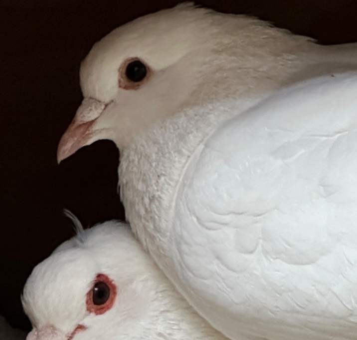 Photo of Dill w/ Terrence