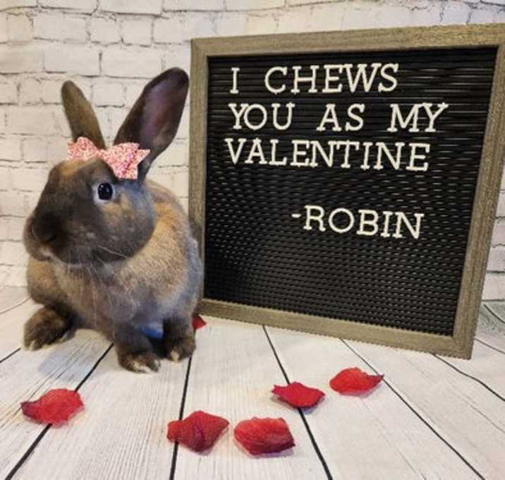 Photo of Robin