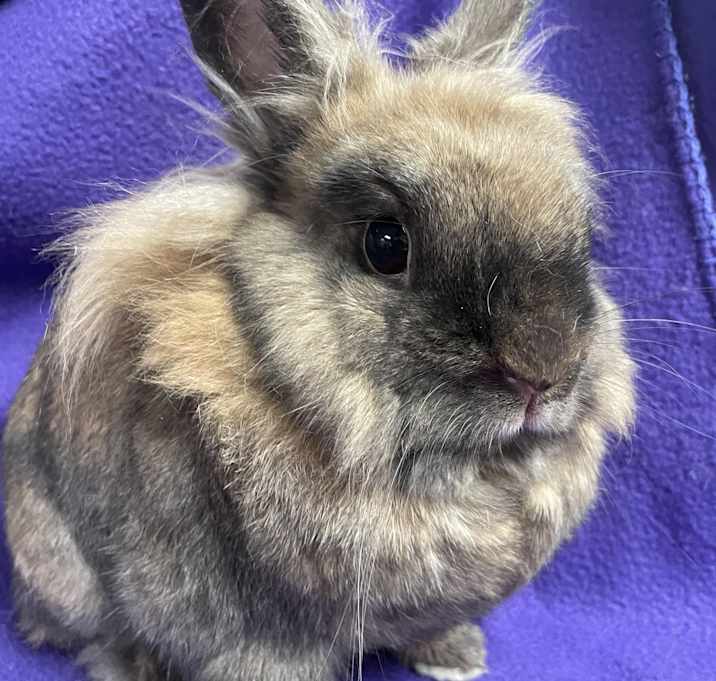 Photo of Coco