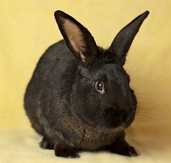Photo of Fiddler