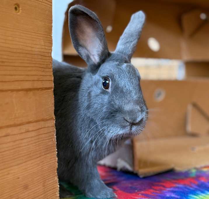 Photo of Thumper