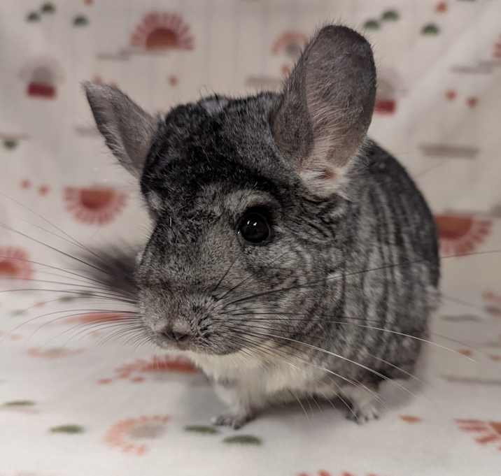 Photo of Carnation