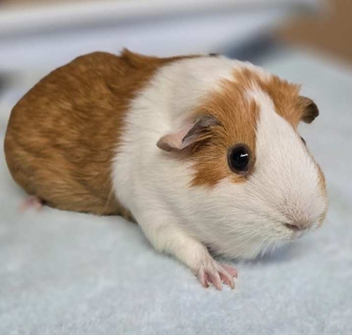 Photo of Vi