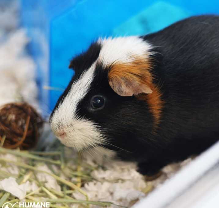 Photo of SYLVIE