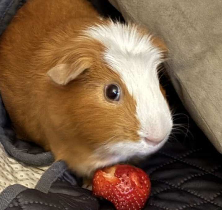 Photo of Gus