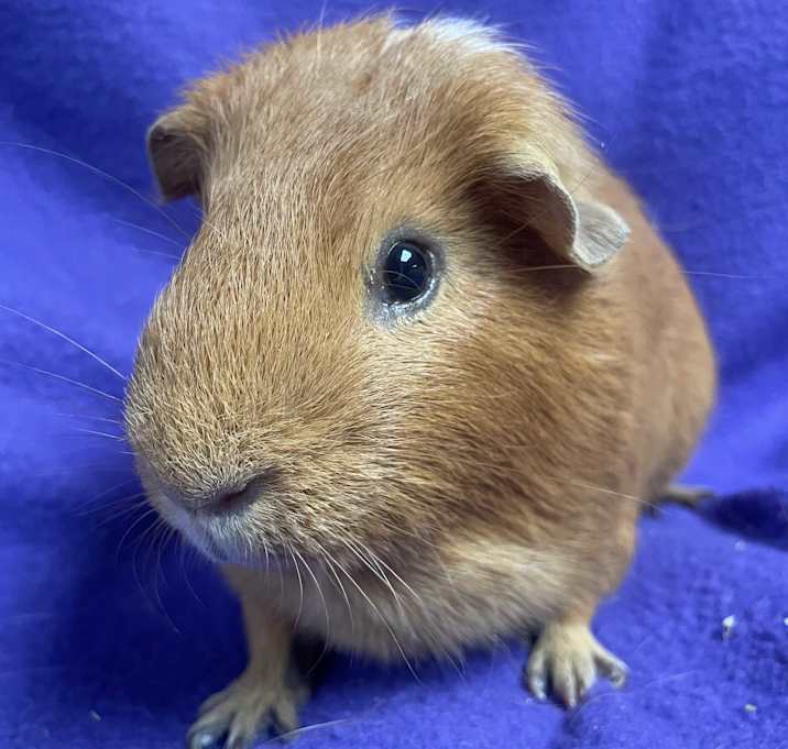 Photo of Stanley