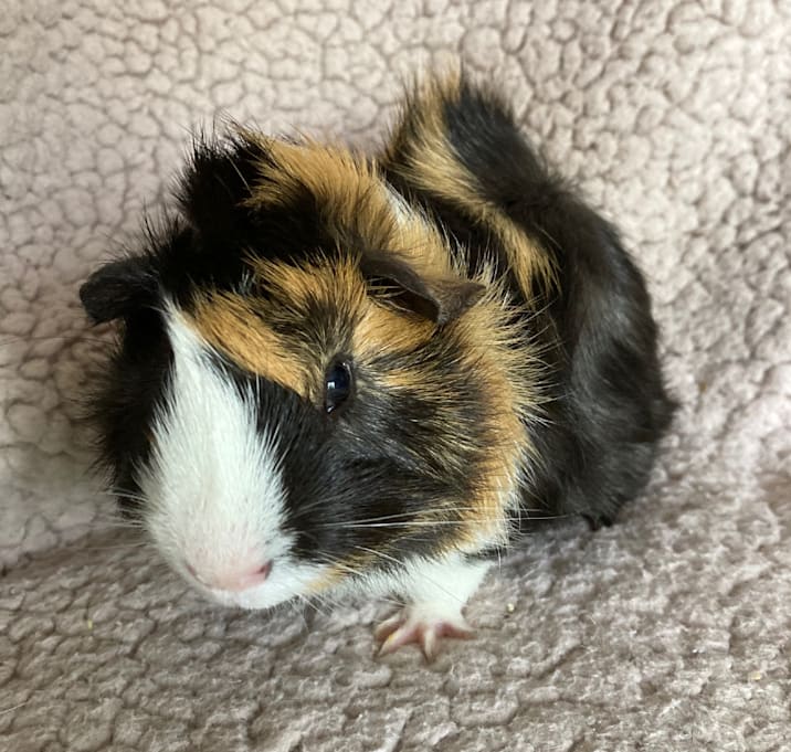 Photo of Angelo
