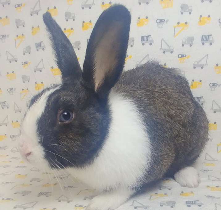 Photo of Gibson