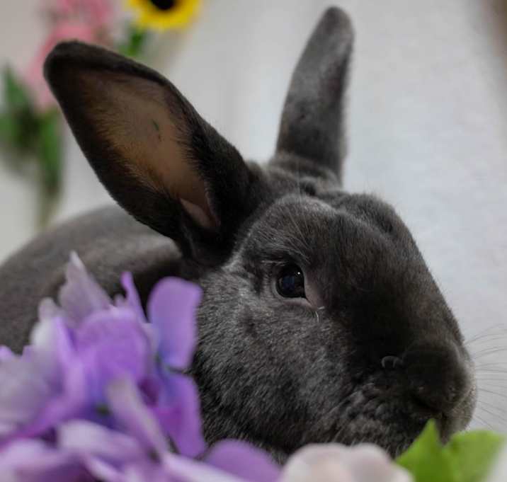 Photo of Friday (bonded to Frida)