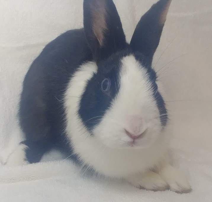 Photo of Checkers