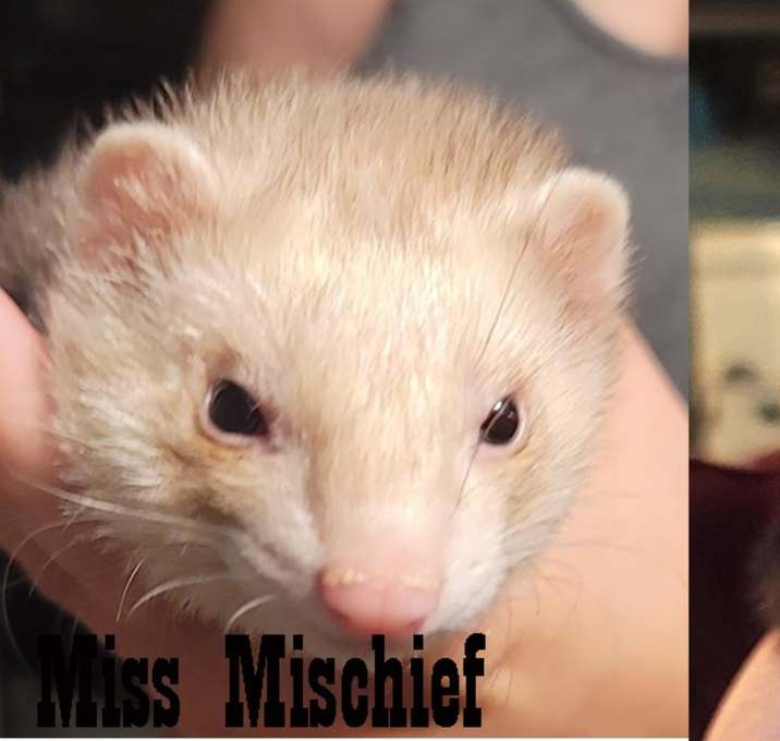 Photo of Miss Mischief & Tango