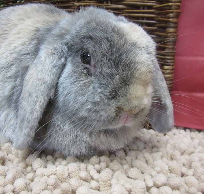 Photo of Tyrion