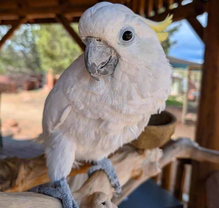 Photo of Angel