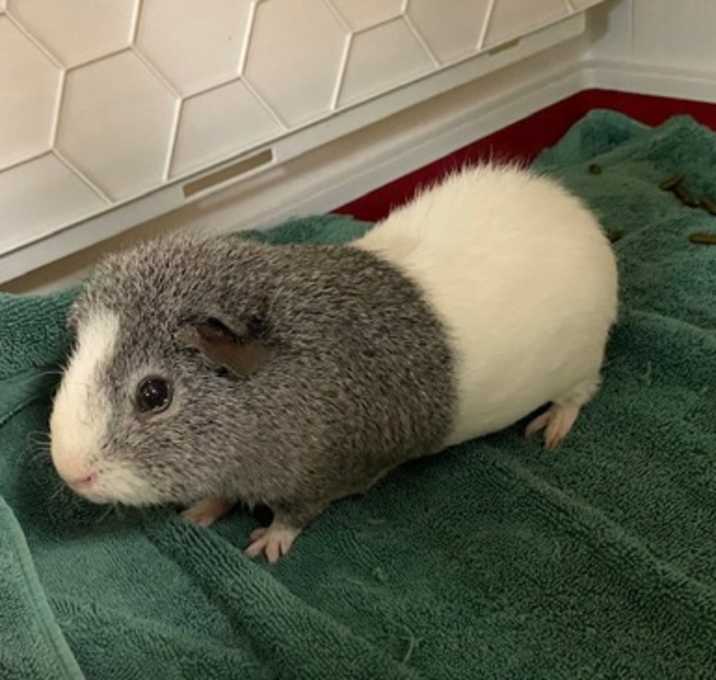 Photo of Diddums